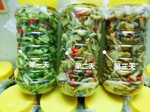 零投資高回報，攜手賀州壽城，共筑地瓜產業新篇章