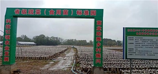 東至縣創建省級蔬菜園 深化初加工，繪就鄉村振興新藍圖