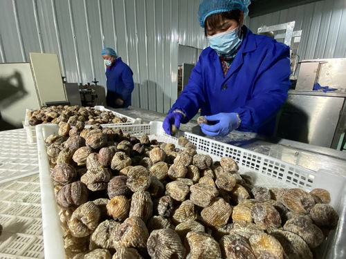 陜西大荔農產品深加工 華麗轉身，身價倍增，20多個新品種走紅春節市場